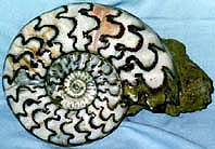 asteroceras obtusum